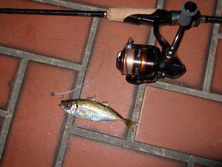 満月のアジはやっぱり釣り難かった