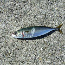 今年初タチウオ＼(^o^)／