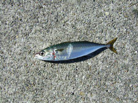 今年初タチウオ＼(^o^)／