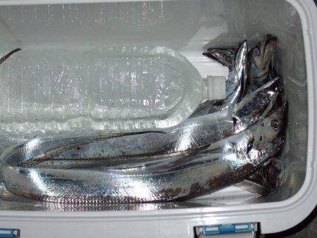 やっとタチウオがやってきた！