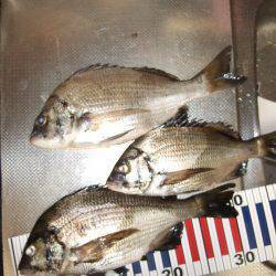 夜釣りでちぬ。