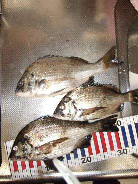 夜釣りでちぬ。