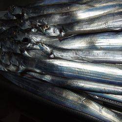 タチウオ釣り。