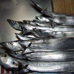 すこしの違いで釣果に差が。