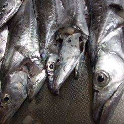 タチウオ、サイズ良くなってきてる気がします!