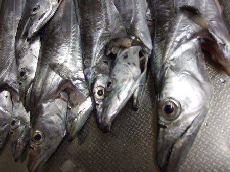 タチウオ、サイズ良くなってきてる気がします!