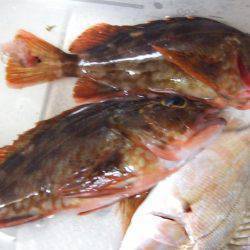 チヌ狙うが…。