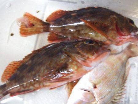 チヌ狙うが…。