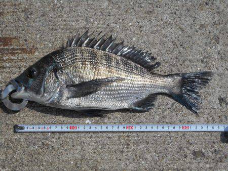 落とし込みで真チヌＧＥＴ