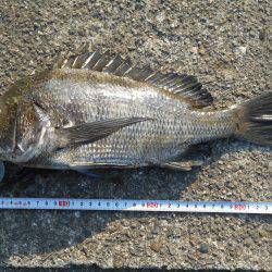 落とし込みで真チヌ３５ｃｍ他計４枚、キビレ４１ｃｍ１枚