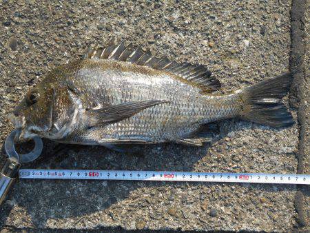 落とし込みで真チヌ３５ｃｍ他計４枚、キビレ４１ｃｍ１枚