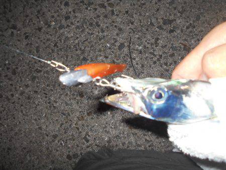 津名の太刀魚調査