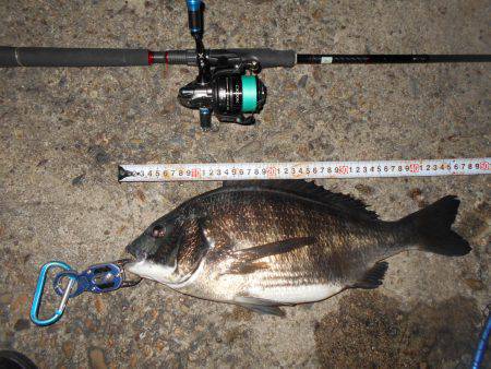 テクトロで良型チヌ♪