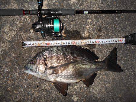 絶好調のテクトロチヌゲーム。