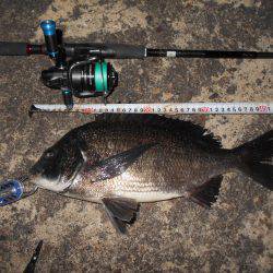 久しぶりの湾奥シーバス♪