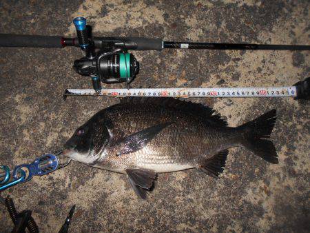 久しぶりの湾奥シーバス♪