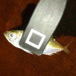 ライトエギング&アジング