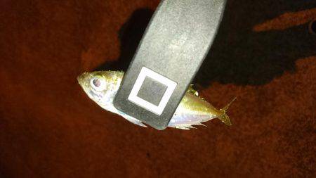 ライトエギング&アジング