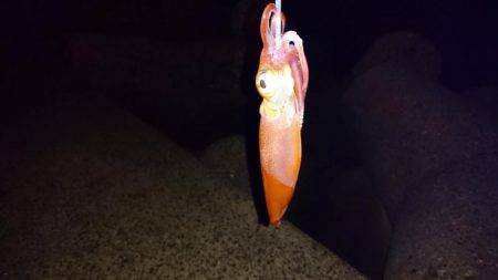 何とか釣れたー!