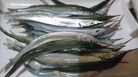 サヨリちゃんはまだエンピツサイズ～～