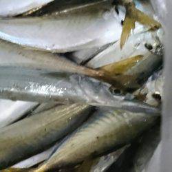 貝塚人工島タコ&サヨリ調査~~