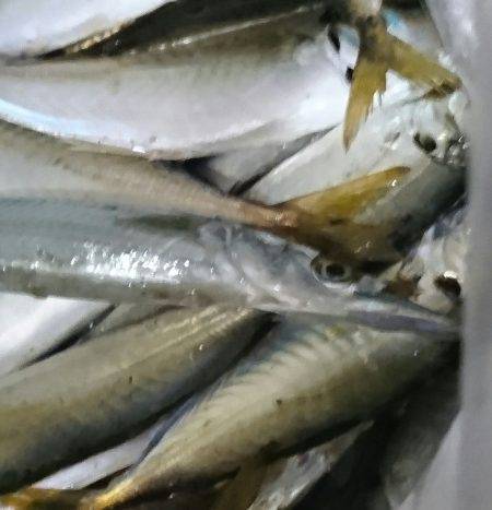 貝塚人工島タコ&サヨリ調査~~