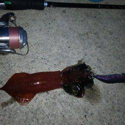 夕まづめから1時間ケンサキ乱舞!