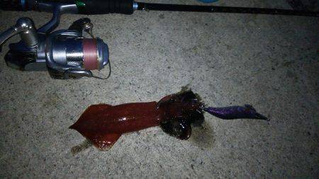 夕まづめから1時間ケンサキ乱舞!