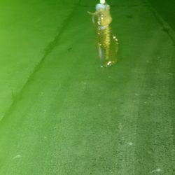 アオリイカ調査