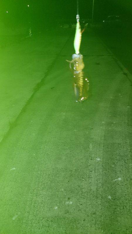 アオリイカ調査