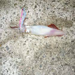 バラシまくりでも初ものづくし