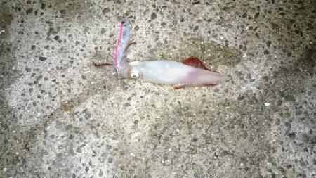 バラシまくりでも初ものづくし