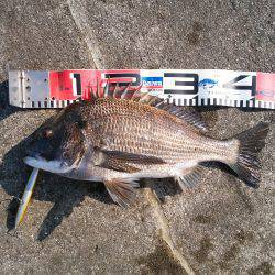 大蔵海岸のトップゲームでチヌ