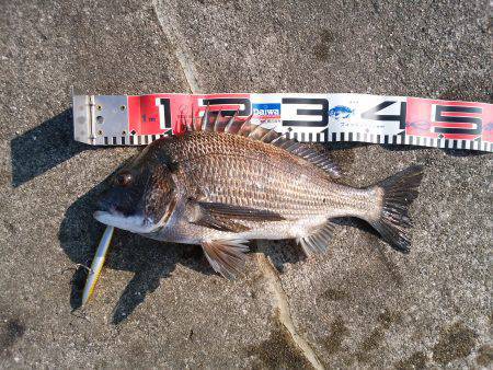 大蔵海岸のトップゲームでチヌ