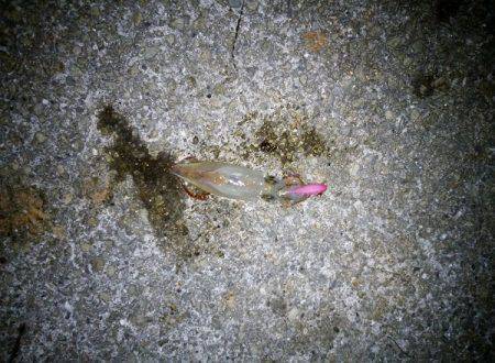 ライトエギングでケンサキイカ