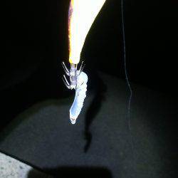 アオリイカの新子調査!