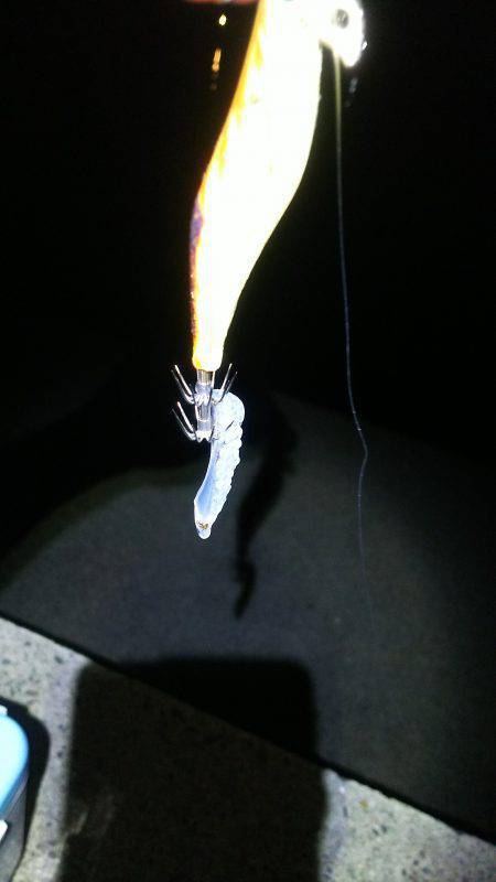 アオリイカの新子調査!