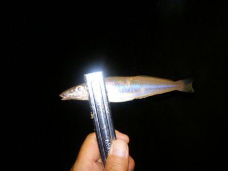 明石川河口サーフでチョイ投げのキス