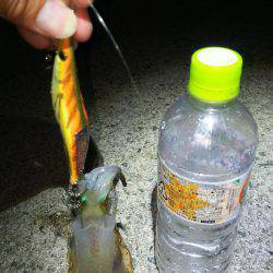 前回の釣行のリベンジ