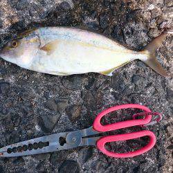 鹿児島釣行 3日目！初ネリゴ