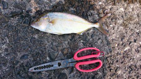 鹿児島釣行 3日目！初ネリゴ