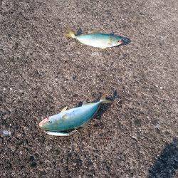 鹿児島釣行 4日目！Wヒット