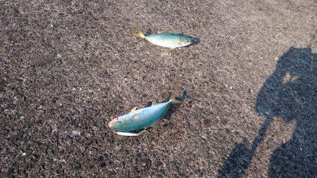 鹿児島釣行 4日目！Wヒット