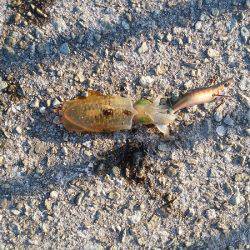 サビキで楽しめました！