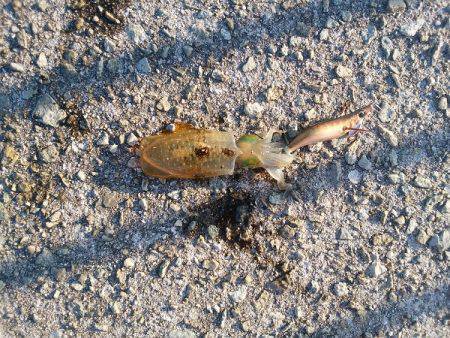 アオリイカの新子調査