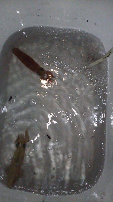 夕まづめ１時間勝負は撃沈。