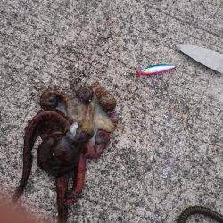 刀狩り＋軟体動物