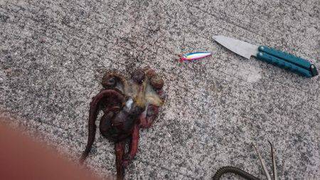 刀狩り＋軟体動物