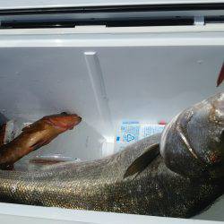 夏ロックとおまけ