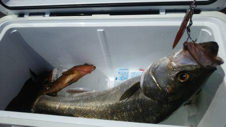 夏ロックとおまけ